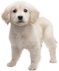 nintendogs and cats pomeranian trucos para nintendogs cats golden retriever and new friends 3ds trucos nintendogs and cats pomeranian trucos para nintendogs cats golden retriever and new friends 3ds trucos